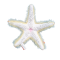 Starfish Plush toy - orange